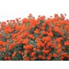 景观花木价格红叶小檗,红叶李,珊瑚,红花酢浆草,法国冬青