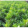 绿化花木报价大叶栀子花,西府海棠,小叶栀子,深山含笑