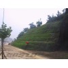 山东土工格栅客土喷播施工厂家